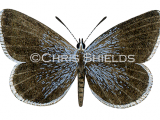 Small Blue male (Cupido minimus) L0031