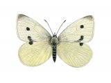 Small White (Artogeia rapae) IN001