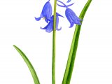 Spanish Bluebell (Hyacinthoides hispanica) BT0172