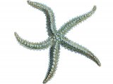 Spiny Starfish (Marthasterias glacialis) OS004