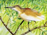 Squacco Heron (Ardeola ralloides) BD077