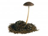 Strobilurus tenacellus (Pine Conecap) FU003
