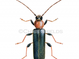 Tanbark Borer Beetle (Phymatodes testaceus) IN0029