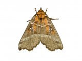 The Herald (Scoliopteryx libatrix) IN002