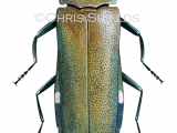 Two-spotted Oak Borer (Agrilus biguttatus) IN0028