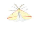 Vestal Moth (Rhodometra sacraria) IN001