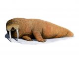 Walrus (Odobenus rosmarus) M002