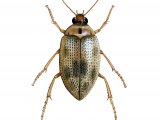 Water Beetle (Haliplus lineatocollis) IN013