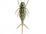 Water Beetle Larvae (Hygrobia herrmanni) IN002