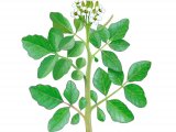 Watercress (Nasturtium officinale) BT0139