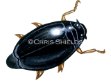 Whirligig Beetle (Gyrinus substriatus) IN003