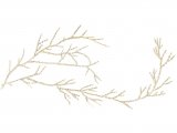 Whiteweed (Sertularia cupressina) OS002