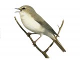 Wood Warbler (Phylloscopus sibilatrix) BD0489
