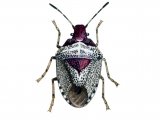 Woundwort Shieldbug (Eysarcoris fabricii) IN001