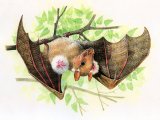 Bat (epauletted fruit) M001