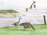 Greylag Goose (Anser aser) BD0320